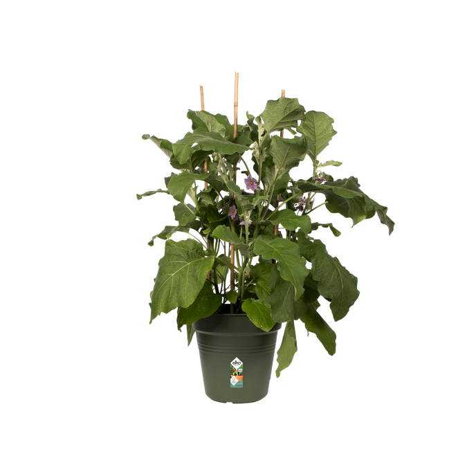 green basics growpot 15cm leaf green