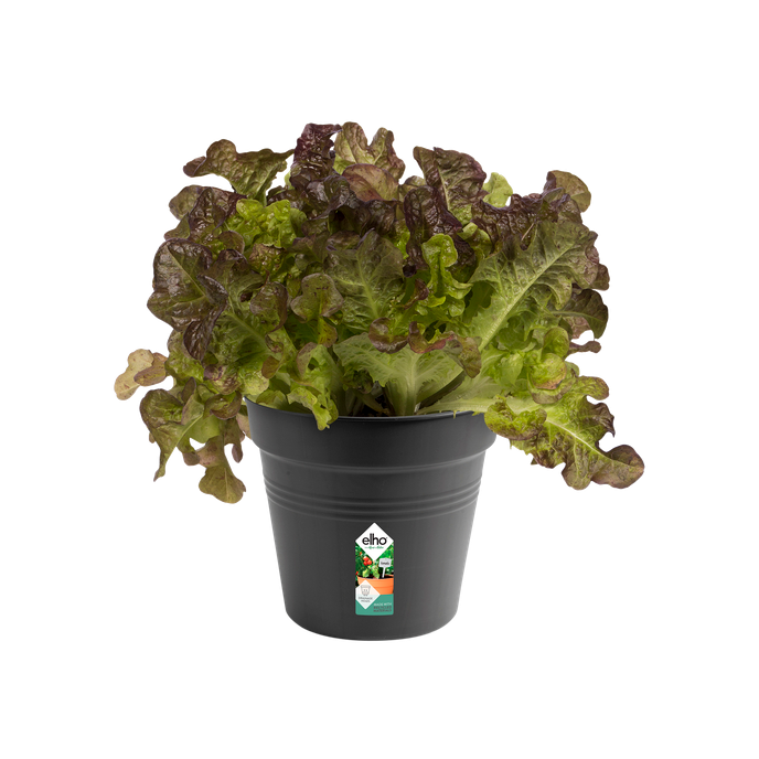 green basics growpot 15cm living black