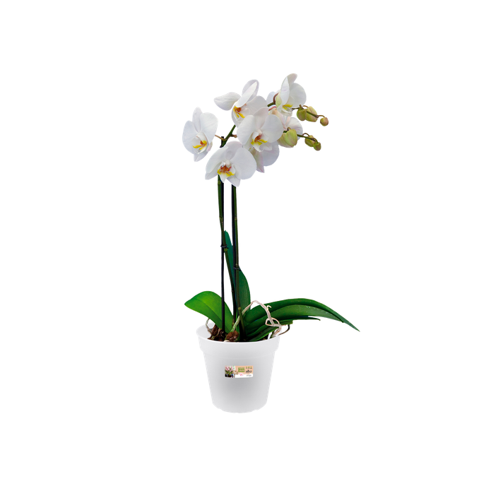 green basics orchid 13cm transparente