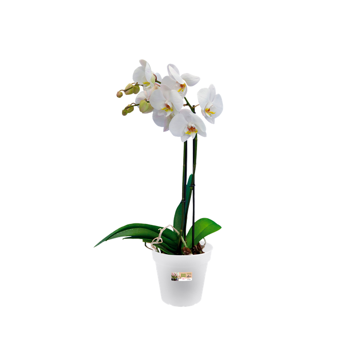 green basics orchid 15cm transparent