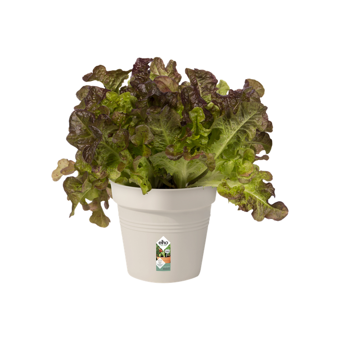 green basics pot de culture 11cm coton blanc