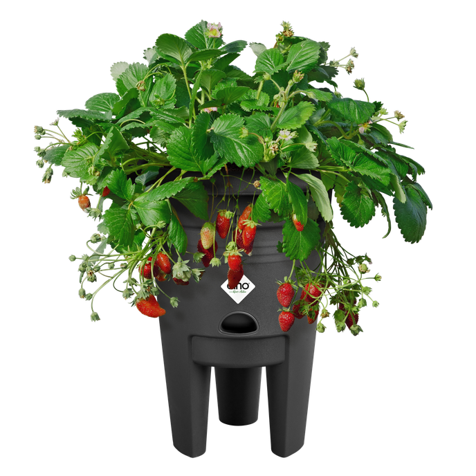 green basics strawberry pot 33cm living black