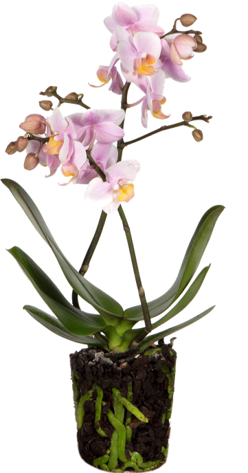 Orchid Andorra