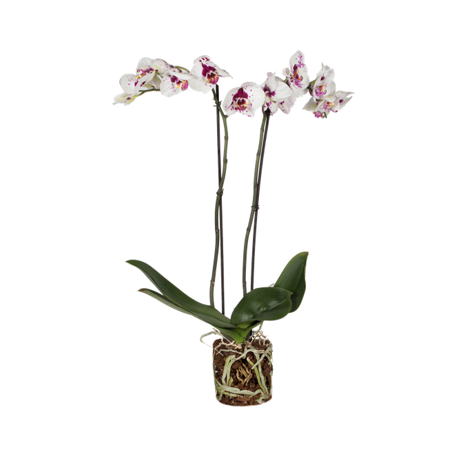 Orchid Picasso