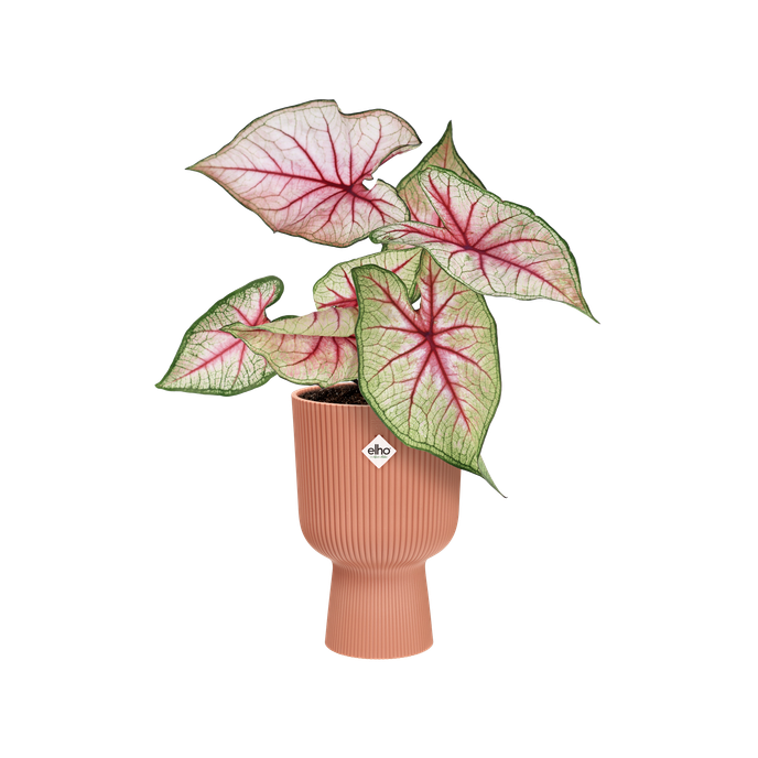 vibes fold coupe 14cm delicate pink