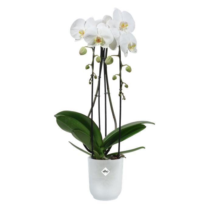 vibes fold orchidée haut 12,5cm transparent
