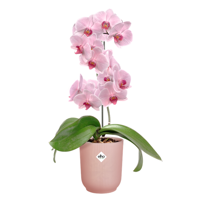 vibes fold orchidee hoch 12,5cm glasiertes Rosa