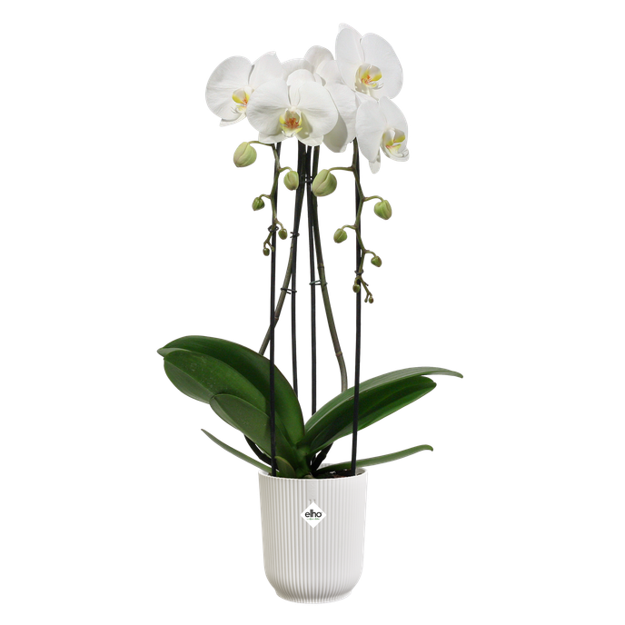 vibes fold orchidee hoch 12,5cm seidenweiß