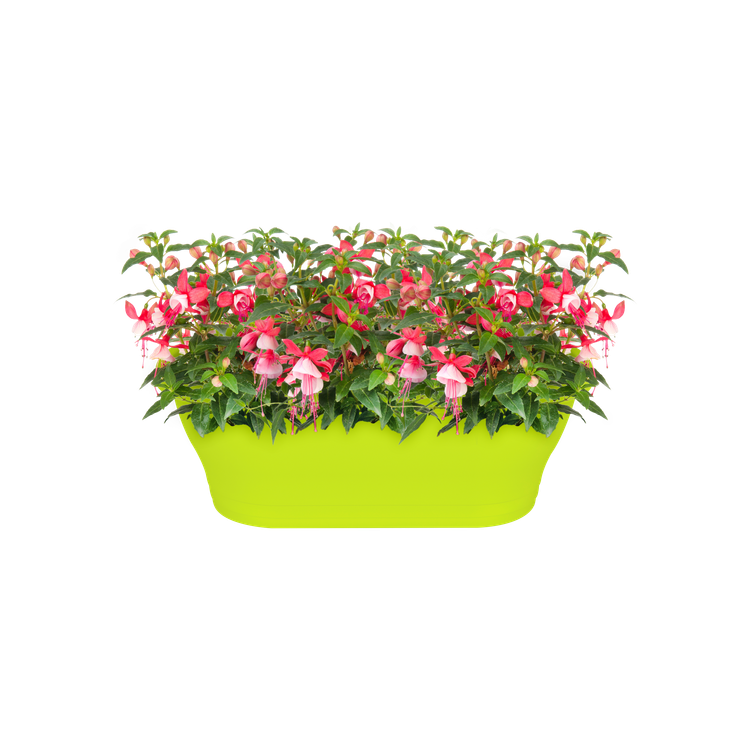 lime green . elho corsica wall basket 25cm planter