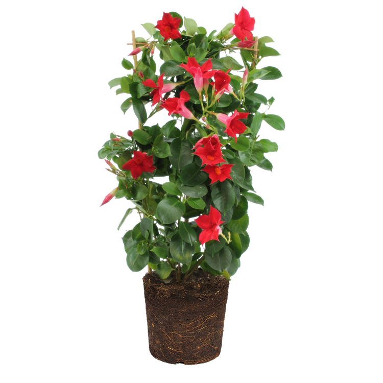 Elho Mandevilla Falscher Jasmin